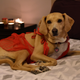Image for article titled Woman Surprises Husband Returning From Long Day Of Work By Dressing Dog Up All Sexy